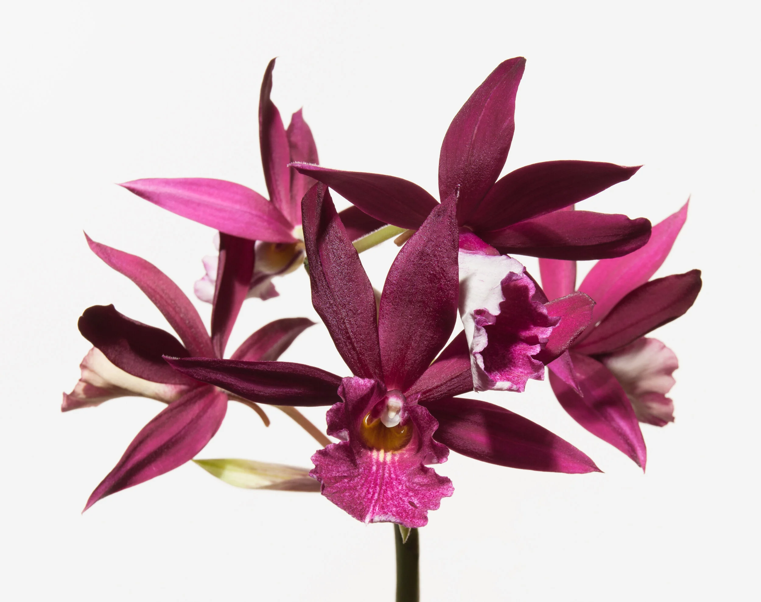 Paul Lange Big Blooms Orchids — Paul Lange